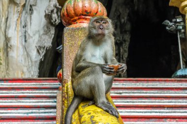 Maymuna Batu mağaraları, Malezya