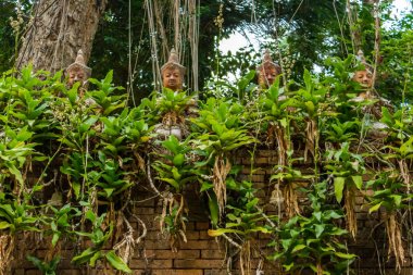 Buda heykelleri, Wat Pha Lat Chiang Mai, Tayland