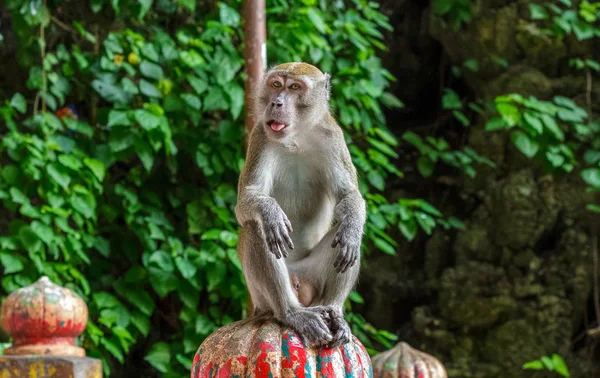 Monkey sits atop the stairs at the Batu Caves in Malaysia — Stock Photo, Image