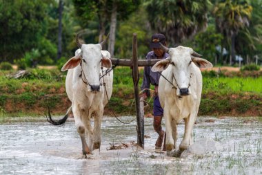 Kamboçyalı çiftçi bir pulluk kullanarak