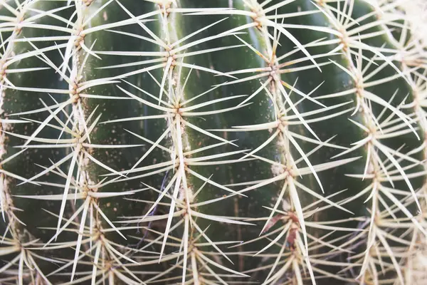 Closeup Cactus plant — Stockfoto
