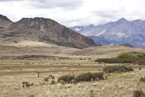 Antelopes grazing on deserted terrain — Stock Photo, Image