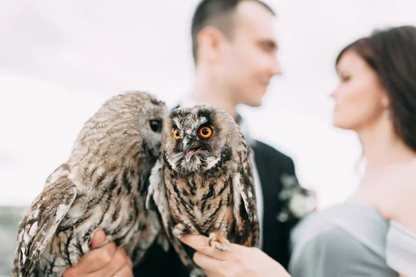 Matrimonio mistico con gufi — Foto Stock