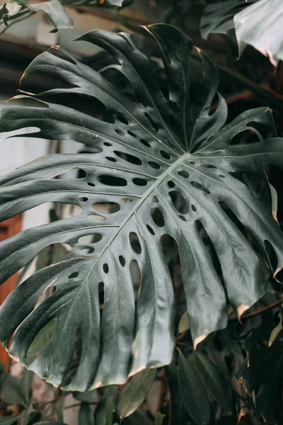 Plantas de hoja ancha | planta que crece en la selva tropical de queso