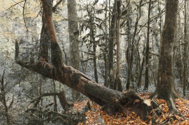 Güney Rusya, şelaleler Soçi, Milli Parklar, kariyer ve kanyonlar, bir rezerv ve aşılmaz bir Ormanı'nın doğal güzellikleri