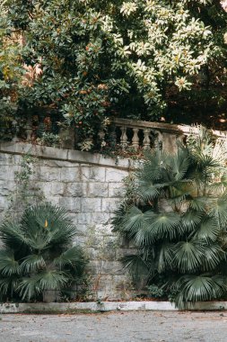 Rusya, Sochi bir sanatoryumda güneyinde eski binaların mimari