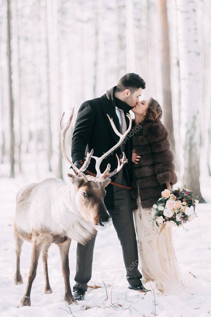 Wedding photo shoot with a reindeer in the Scandinavian and European style, in the Studio and outdoors, with the printing and decoration of pine needles
