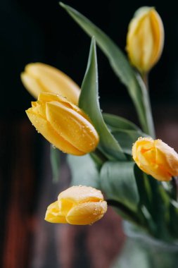 Sarı taze bahar laleler koyu ahşap arka plan cam sürahi, su ve Damlalar yapraklarda üzerinde. doğrudan ve arka ışık