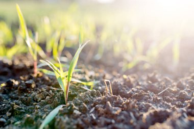Bahçe filizleri makrodan bir yatakta. Baharda çimenler filizlenir gün batımında. 