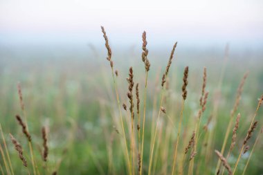 Kulaklar sabah sis Makinası