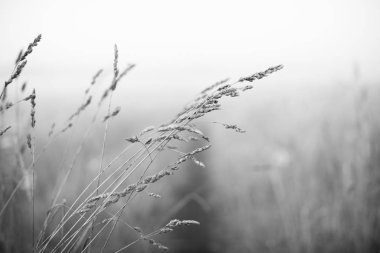 Kulaklar sabah sis Makinası