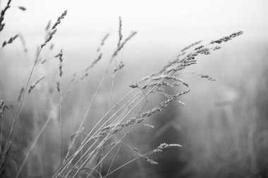 Kulaklar sabah sis Makinası