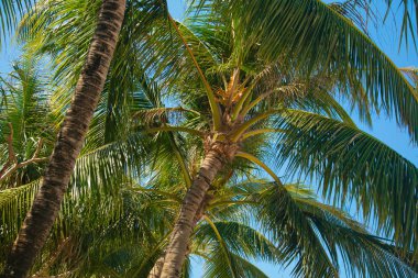 Tropics. Yeşil palmiye ağacı dalı tarafından Güneş yaktı