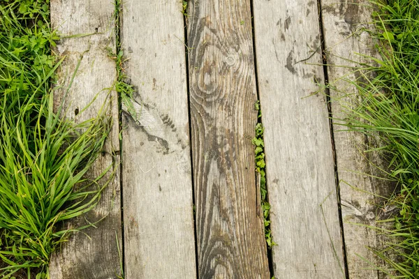 Caminhos de madeira cobertos com grama verde — Fotografia de Stock