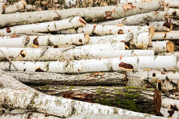 Holzhaufen aus Stämmen weißer Birke — Stockfoto