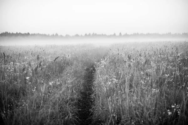 Pole pokryte rannej mgle — Zdjęcie stockowe