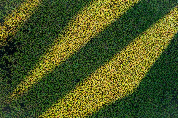 Duckweed on the surface of a pond lit by the sun — Stock Photo, Image