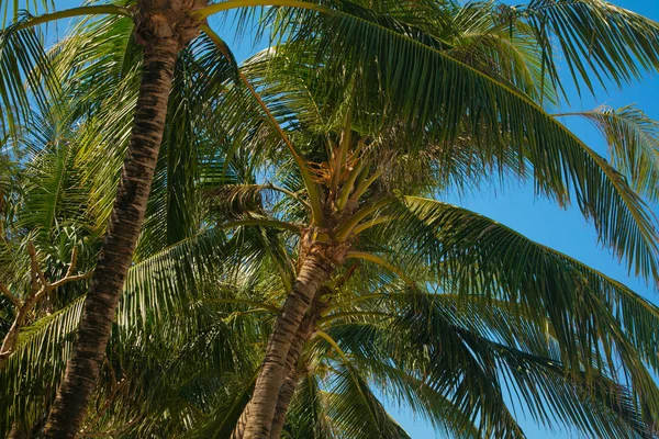 Tropics. Yeşil palmiye ağacı dalı tarafından Güneş yaktı