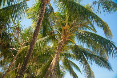 Tropics. Yeşil palmiye ağacı dalı tarafından Güneş yaktı