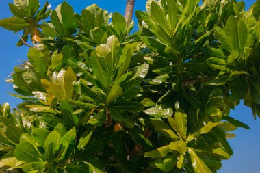 Yeşil güneş tarafından aydınlatılmış yaprakları