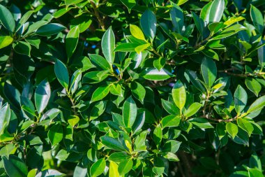 Yeşil güneş tarafından aydınlatılmış yaprakları