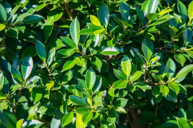 Yeşil güneş tarafından aydınlatılmış yaprakları