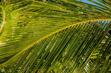 Tropics. Yeşil palmiye ağacı dalı tarafından Güneş yaktı