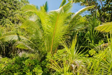 Tropics. Yeşil palmiye ağacı dalı tarafından Güneş yaktı