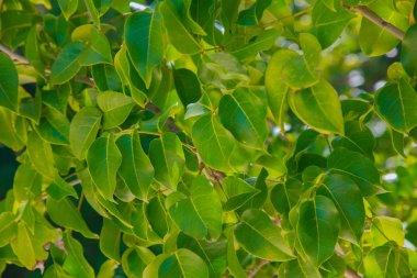 Yeşil güneş tarafından aydınlatılmış yaprakları