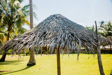 Yaprakları yapılmış plaj şemsiyesi