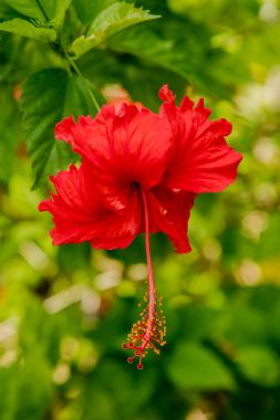 Kırmızı güzel çiçek