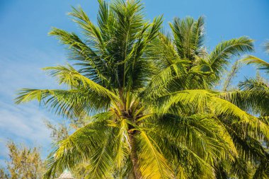 Tropikal, palmiye ağacı yaprakları tarafından güneş yaktı