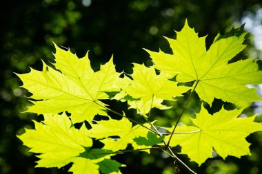Güneşin parlak yeşil akçaağaç yaprakları