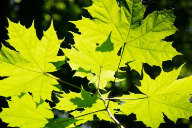 Güneşin parlak yeşil akçaağaç yaprakları