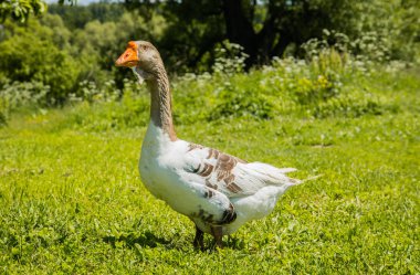 Sokakta güneş büyük güzel kaz