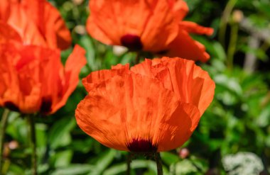 Parlak kırmızı haşhaş çiçekler güneş tarafından yaktı