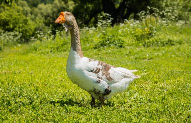 Sokakta güneş büyük güzel kaz