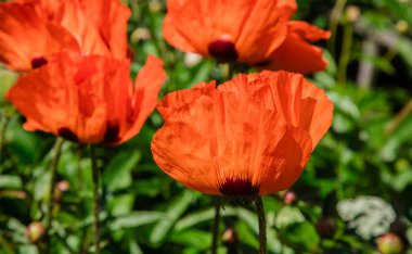 Parlak kırmızı haşhaş çiçekler güneş tarafından yaktı