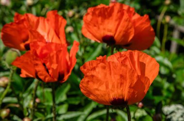 Parlak kırmızı haşhaş çiçekler güneş tarafından yaktı