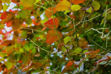 bir ağaç üzerinde renkli sonbahar yaprakları