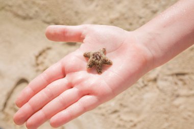 İnsan bir yandan deniz yıldızı