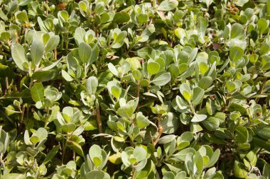 Bir yaprak dökmeyen ağaç yaprakları