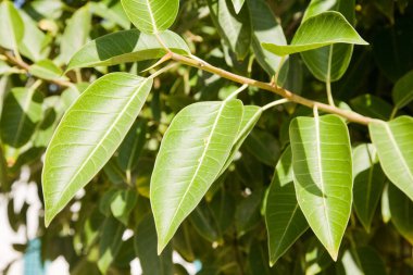 Bir yaprak dökmeyen ağaç yaprakları