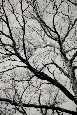 bir ağacın yaprakları olmadan