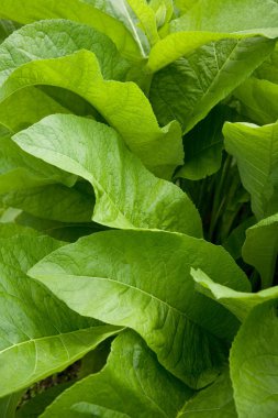 Ayrıntı yeşil kalın bitki yaprakları