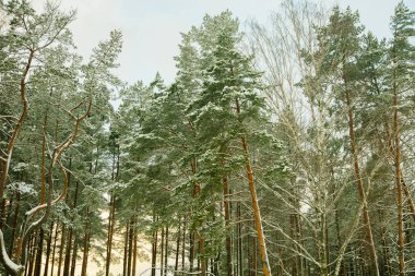 Gökyüzüne karşı çam ormanı