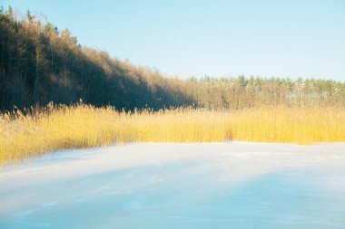 Uzun otların kış göl kenarında