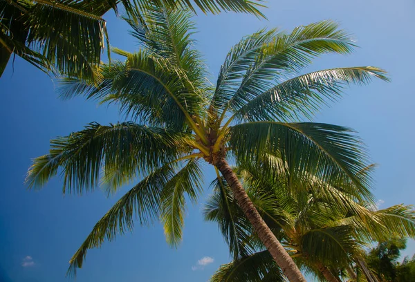 Tropics. Yeşil palmiye ağacı dalı tarafından Güneş yaktı