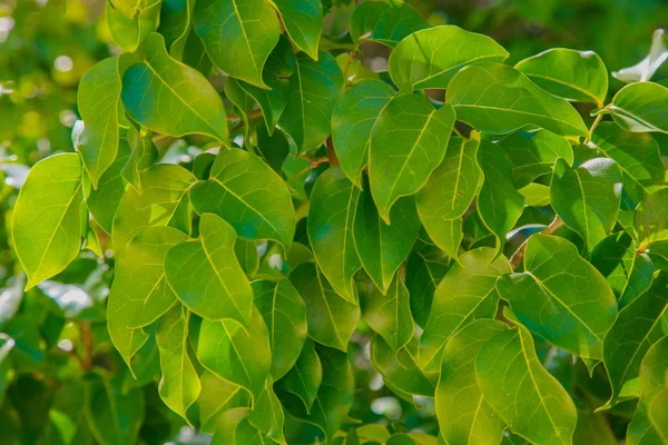 Hojas verdes iluminadas por el sol — Foto de Stock