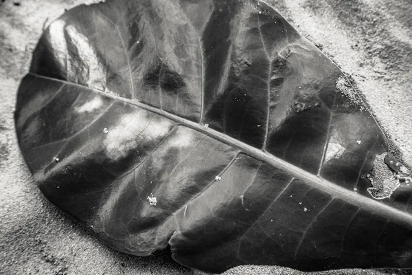 Primer plano de una hoja brillante iluminada por el sol — Foto de Stock